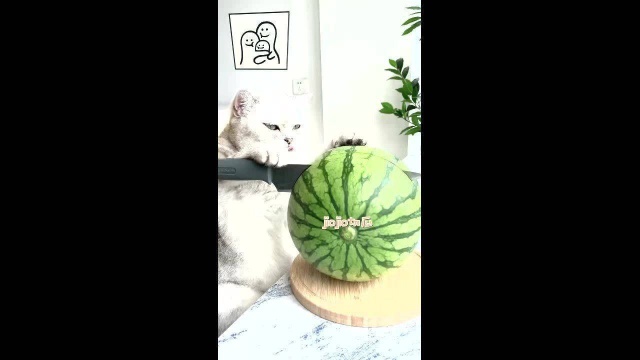 猫王:夏日西瓜的王者吃法,好吃到转圈圈,会做饭的猫