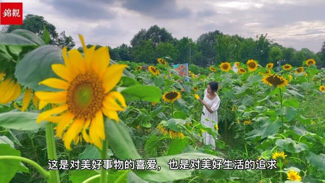 天府芙蓉园向日葵