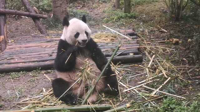 这个夏天我们来成都大熊猫基地