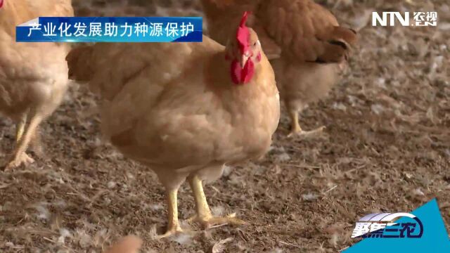 三黄鸡如何成为优势特色产业:产业化发展助力种源保护