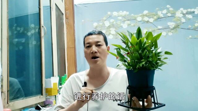 花盆”托架“在”养花“中的”妙用“