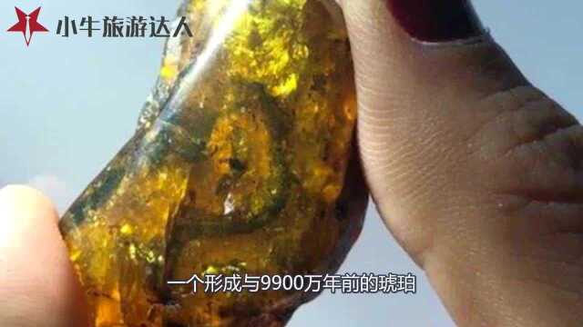 中国科学家发现世界最古老琥珀,价值重大,内含前所未知的物种