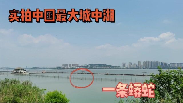 实拍中国最大的城中湖,一条“蟒蛇”在湖面上穿梭着,太神奇了