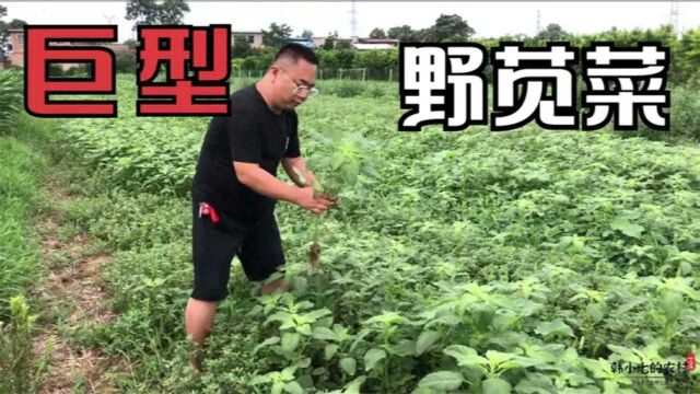 农村“巨型”高钙苋菜,俗称三片叶子一盘菜,营养美味的时令野菜