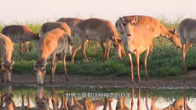 国内灭绝的“象鼻子羊”,1斤羊角卖2000美金,药用价值很高