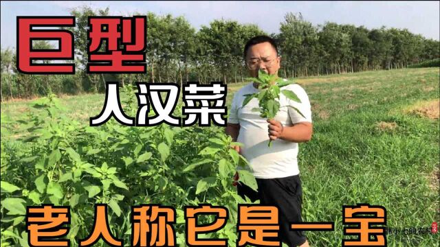 农村也罕见的野菜,巨型人汉菜也叫苋菜,几片叶子就是一盘菜信吗