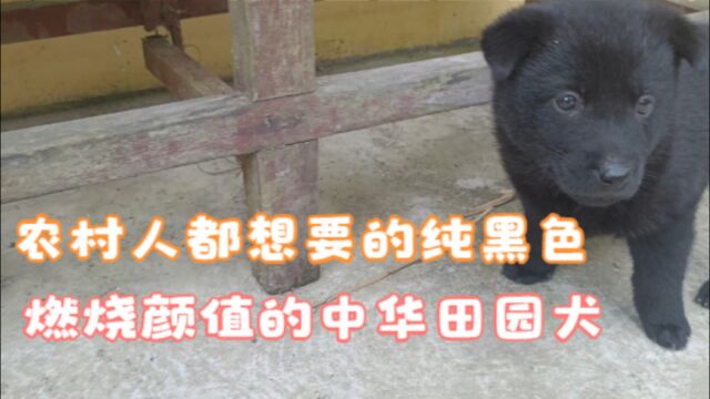 一百块钱,买一只燃烧颜值的中华田园犬,还是纯黑色的.