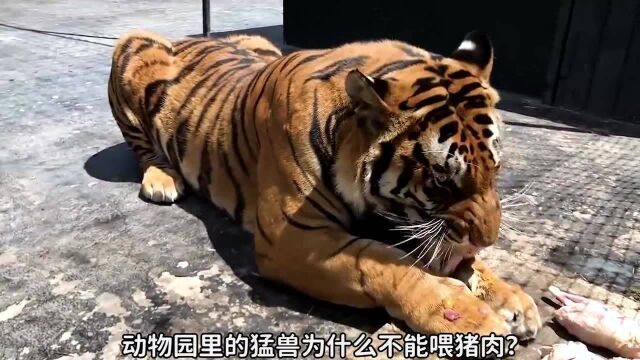 动物园里的猛兽为什么不能喂猪肉?猪肉内脂肪含量过高,他们自身运动量不高