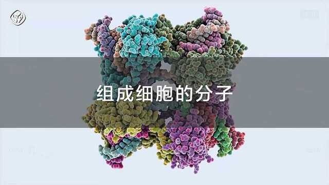 115.组成细胞的分子