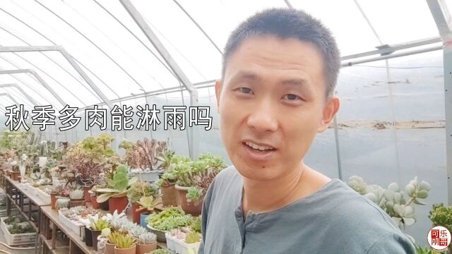 秋天了多肉植物露养淋雨可以吗?淋了雨的多肉又大又鲜艳!