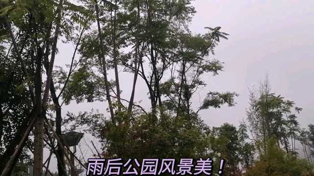 雨后公园风景!