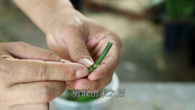 繁殖蝴蝶兰,谨记3步骤,成功率100%,棵棵是壮苗