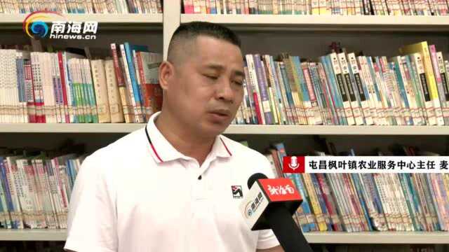 椰视频 | 走访海南农房报建“零跑动”系统试点:村委会全程帮办