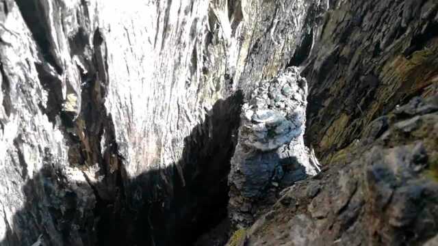 登山者在树洞中惊喜地发现:木灵芝