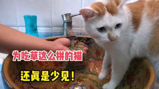 见了“猫仙草”,我家猫咪水也不怕了,死缠烂打也要吃到口,是真爱