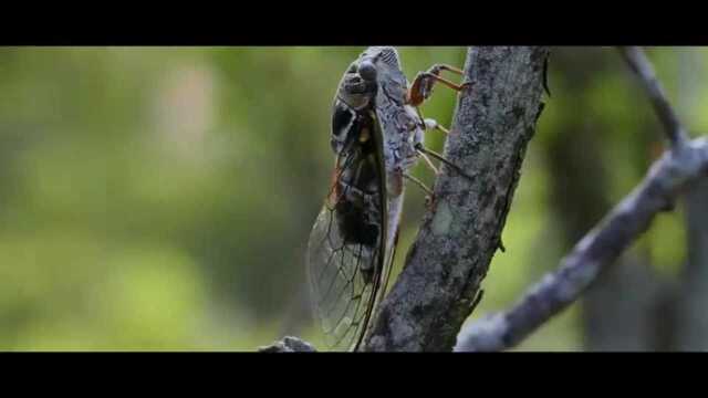 阿朵《蝉知道》音乐影像 诉说关于蝉的秘密与故事