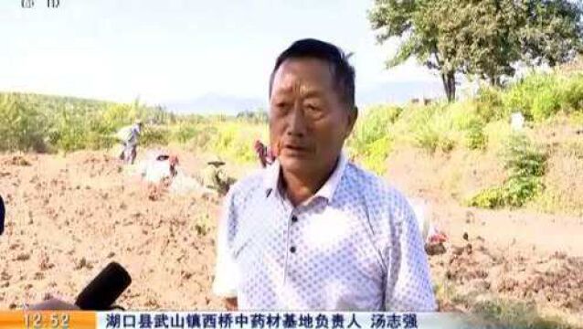 【赣闻天下】九江湖口:芍药种植喜丰收 亩产效益过万元