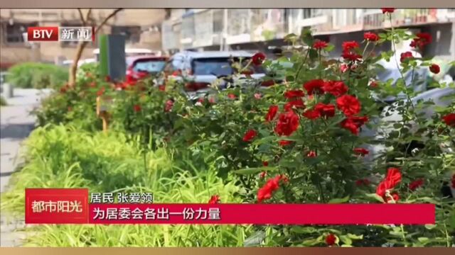 北京市西城区广外街道天宁寺南里社区打造“共享菜园”