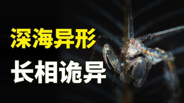 诡异的海中骷髅虾,传说中的“深海异形”,为什么人类才发现它?