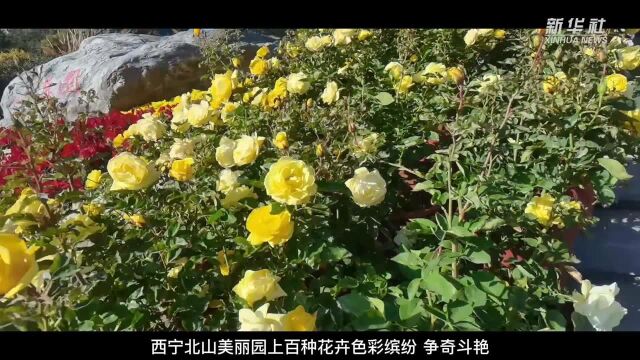 国庆游园记——探访西宁北山美丽园