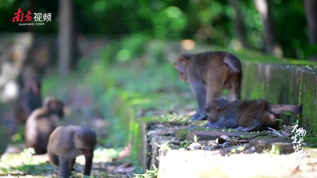 老兵守岛32年保护猕猴数量翻了10倍,海岛生态也得到了快速恢复