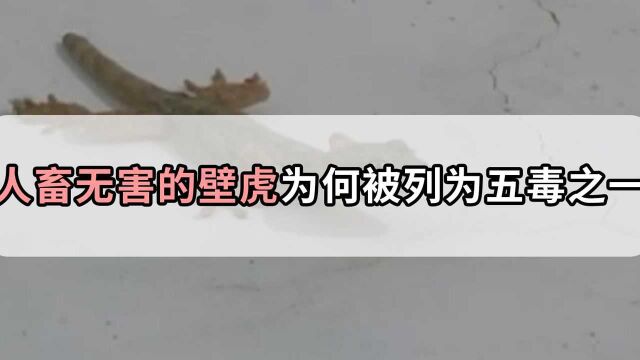 看上去人畜无害的壁虎,为什么被列为五毒之一