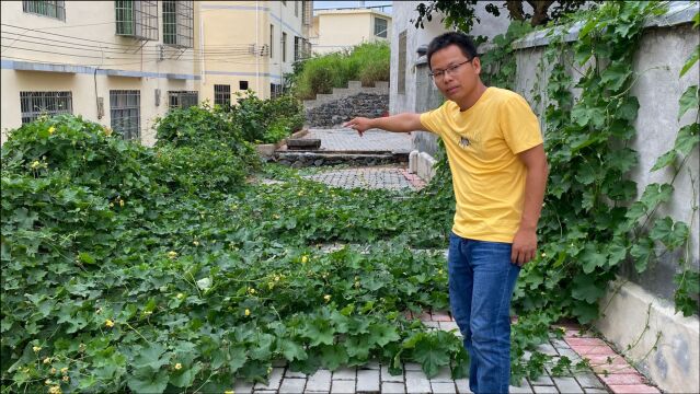 80岁奶奶5毛钱买回3棵丝瓜苗, 4个月长了500多米,越长越不对劲