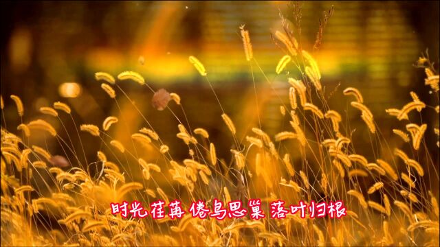 重阳节:祝我爱的人,被余生温柔以待