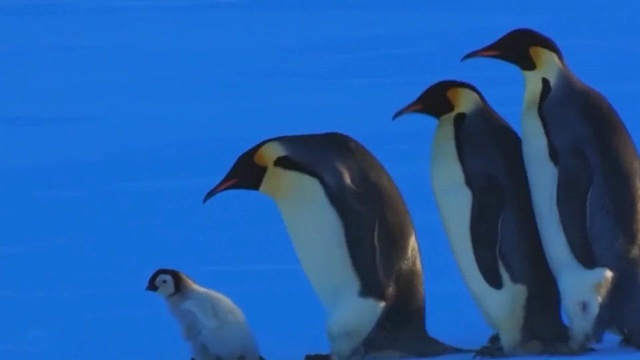 企鹅帝国④可爱的雪宝