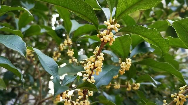 上海闵行桂花含苞待放:预计下周全面开放,花期将超一周