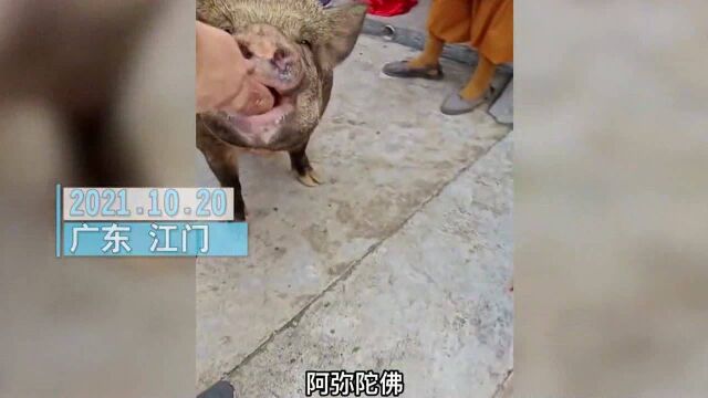 广东一寺庙收养一只野猪化缘时会叩头