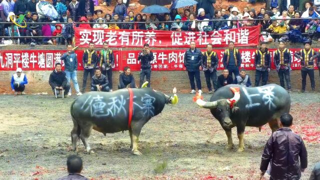 贵州从江,民间娱乐斗牛活动,德秋下寨牛王VS摆横上寨牛王.