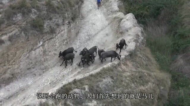 一群黑牛在山崖狂奔,结果没刹住车,一头黑牛直接冲下去了!