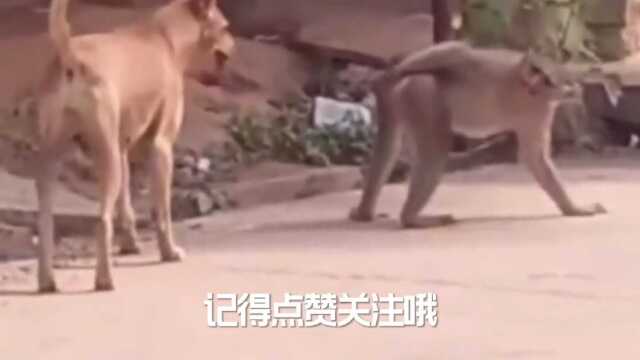 这是猴子请来的逗比吗