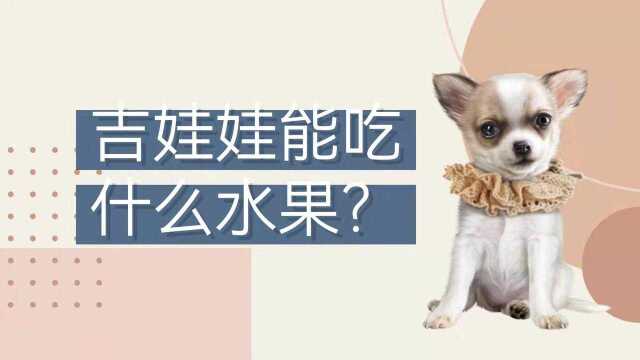 吉娃娃能吃什么水果?