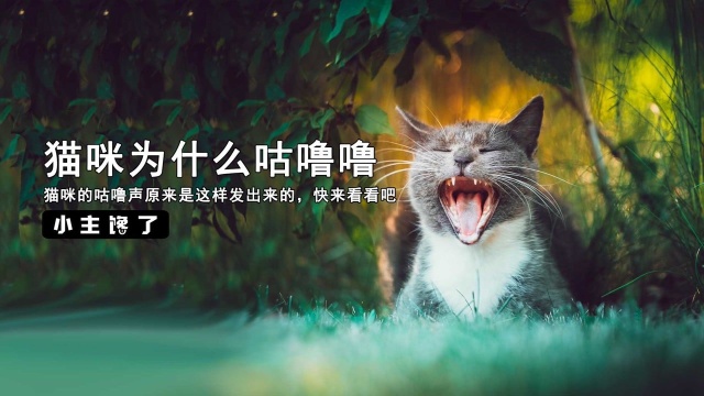 小主馋了:猫咪咕噜噜的秘密原来在这里!快来看看吧!