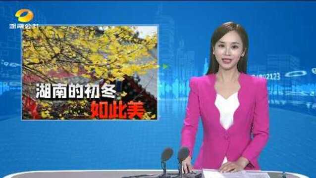 怀化鹤城区:千年古银杏身披“金甲”成网红景点打卡地