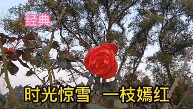 时光惊雪 一枝嫣红