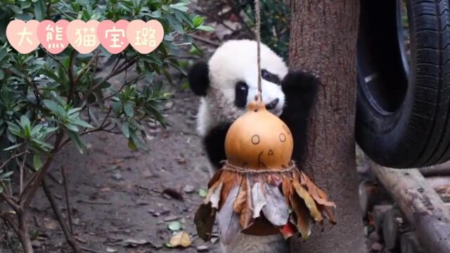 大熊猫的玩具上新了!熊宝表示:葫芦,你再不开心也得给我转起来