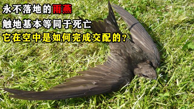 永不落地的雨燕,触地等同于死亡,那它在空中是如何完成交配的?