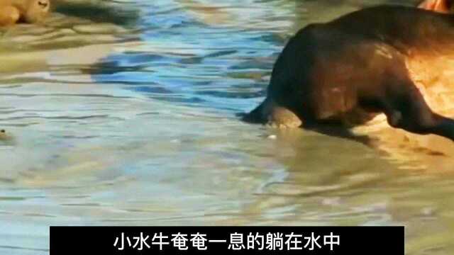 母水牛在水中分娩,小水牛命悬一线,这到底是怎么回事?