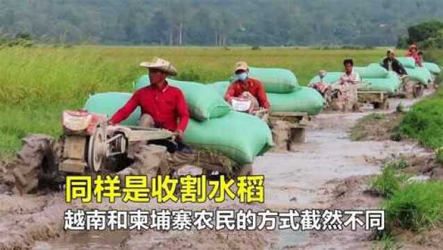 #萌新UP 同样是收割水稻,越南和柬埔寨农民的方式截然不同,场面很壮观!