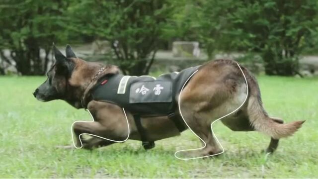 警犬“综艺”来了——大山深处的“狗狗特工队”(一)