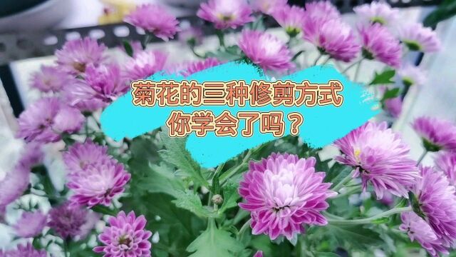 菊花花后修剪,三种不同苗情,修剪方法也略微不同,你学会了没