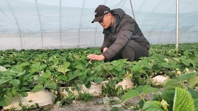 番茄草莓出现缺素症咋办?可不止补微量元素那么简单!这点忽略了