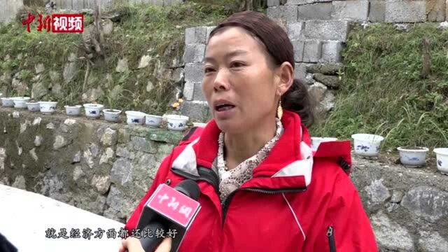 湖北来凤:土家农民借藤茶一“叶”致富