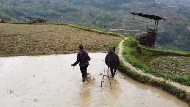 七十多岁老奶奶还在下田耕田,这种传统的牛耕田你见过吗