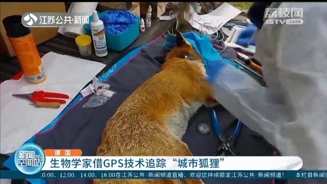 德国:生物学家借GPS技术追踪“城市狐狸”