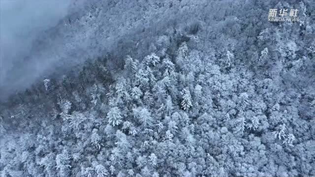 重庆巫溪:银装素裹 雪后阴条岭如诗如画