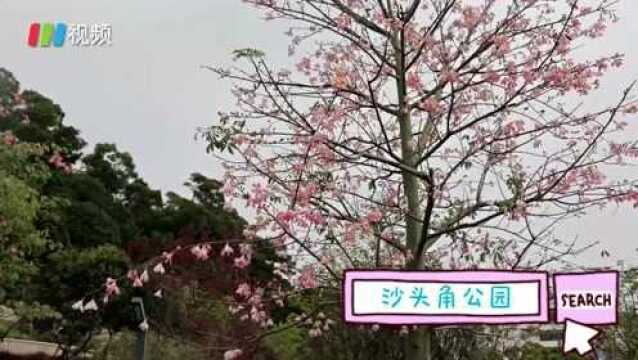 2021年深圳新建公园32座